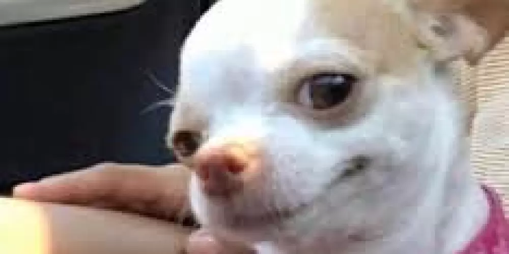 Imagem do grupo de WhatsApp Disney Plus de Graça