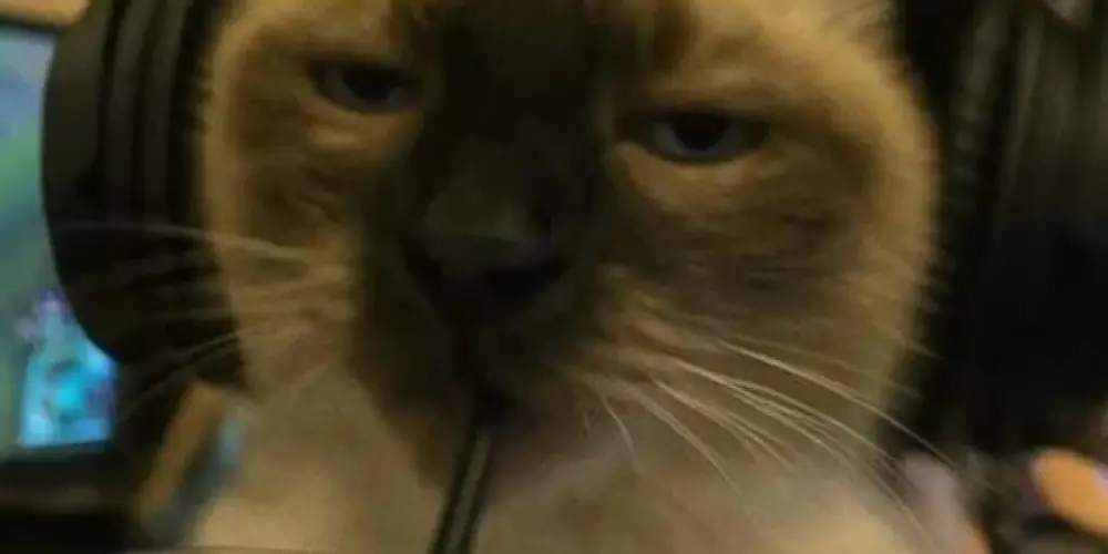 Imagem do grupo de WhatsApp Disordem