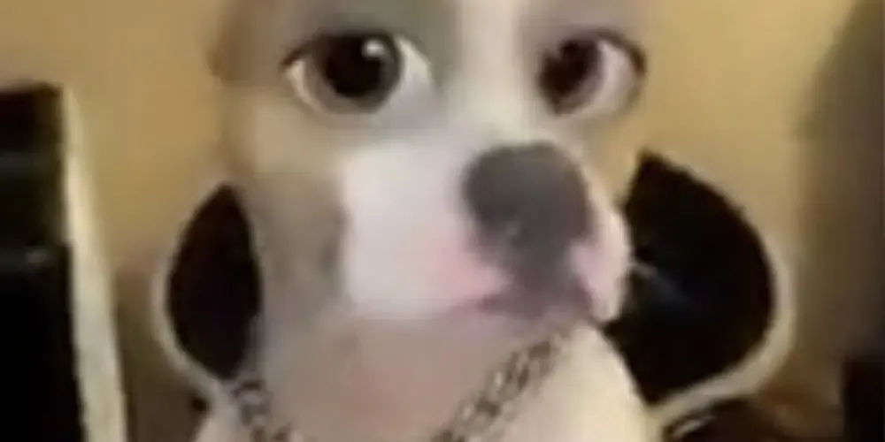 Imagem do grupo de WhatsApp ditadura das girls, aceita ou chora!