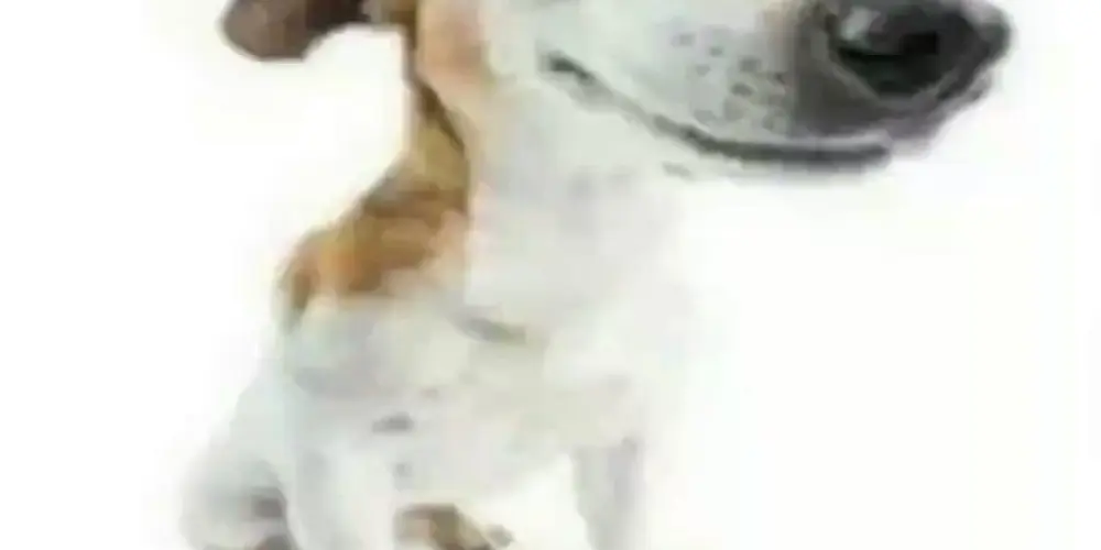 Imagem do grupo de WhatsApp Diversão Liberada!!