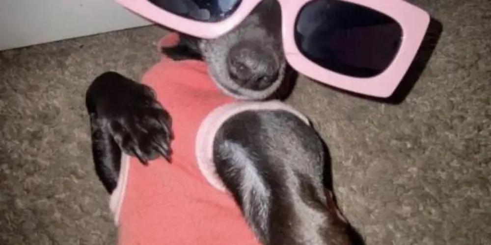 Imagem do grupo de WhatsApp divos🫦