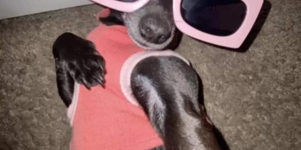 Imagem do grupo de WhatsApp Divulgação + Amizade