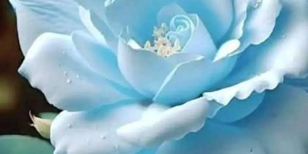 Imagem do grupo de WhatsApp Divulgação de lésbica