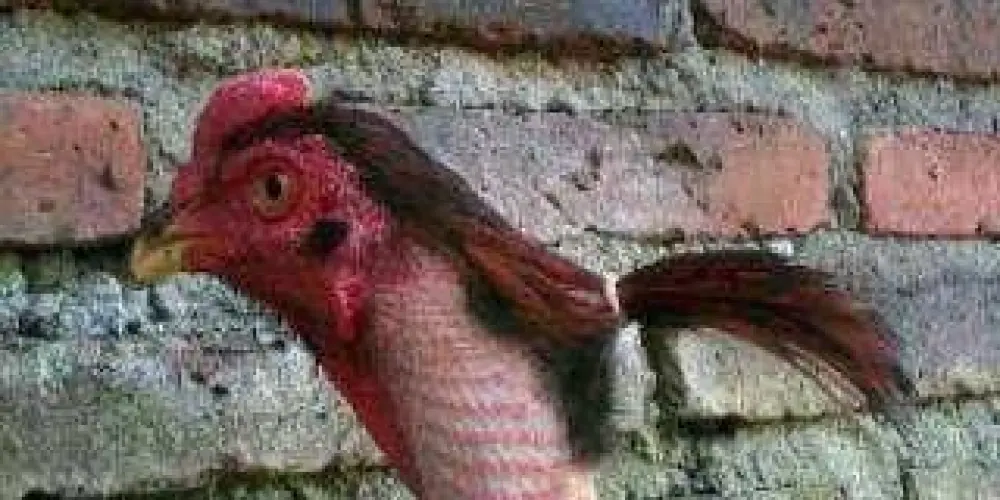 Imagem do grupo de WhatsApp Divulgação do grupo real!!!