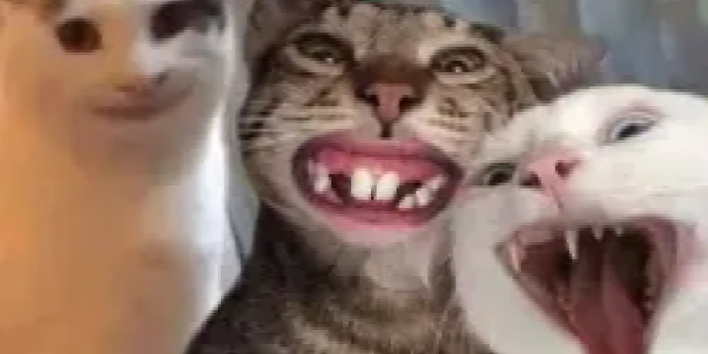 Imagem do grupo de WhatsApp Doidos a solta