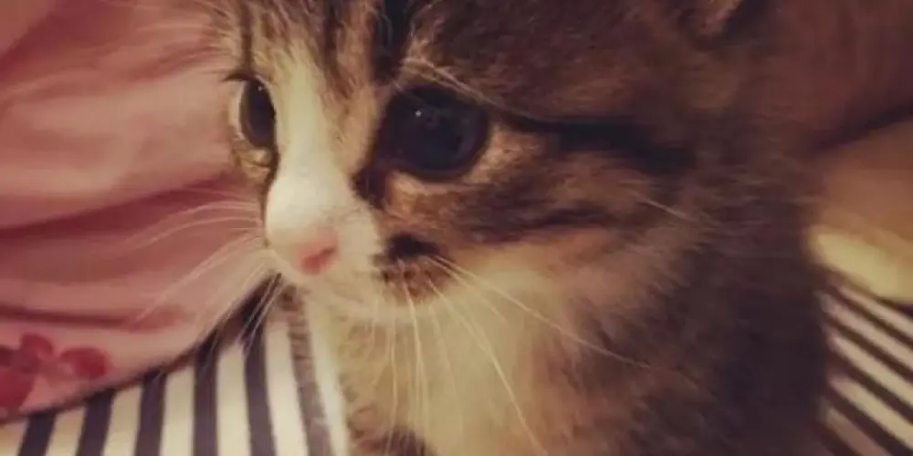 Imagem do grupo de WhatsApp Don't be alone