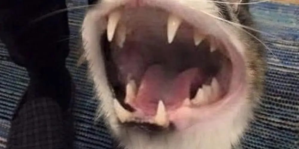 Imagem do grupo de WhatsApp Don't limit