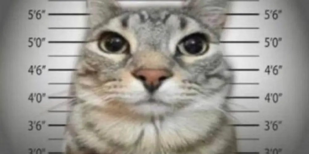 Imagem do grupo de WhatsApp Duo FF e Amizades