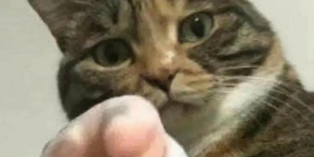 Imagem do grupo de WhatsApp Dureza & Solidão