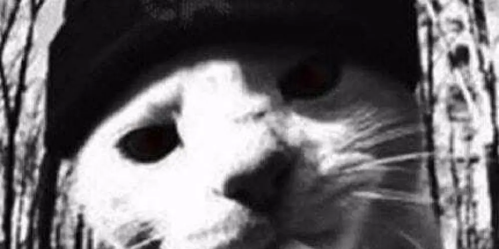 Imagem do grupo de WhatsApp Duth Van der line