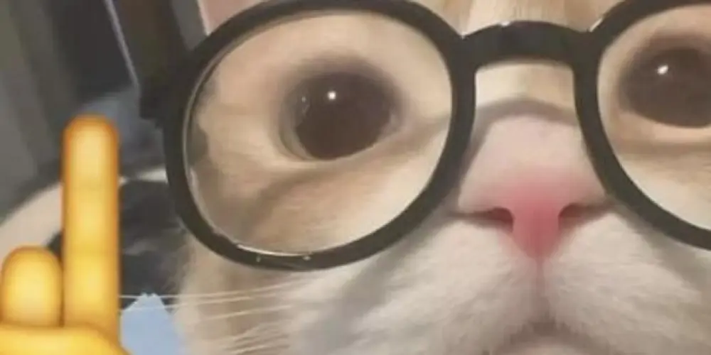 Imagem do grupo de WhatsApp 𝔸𝕄𝕀ℤ𝔸𝔻𝔼 e ℤ𝕌𝔼𝕀ℝ𝔸 😆