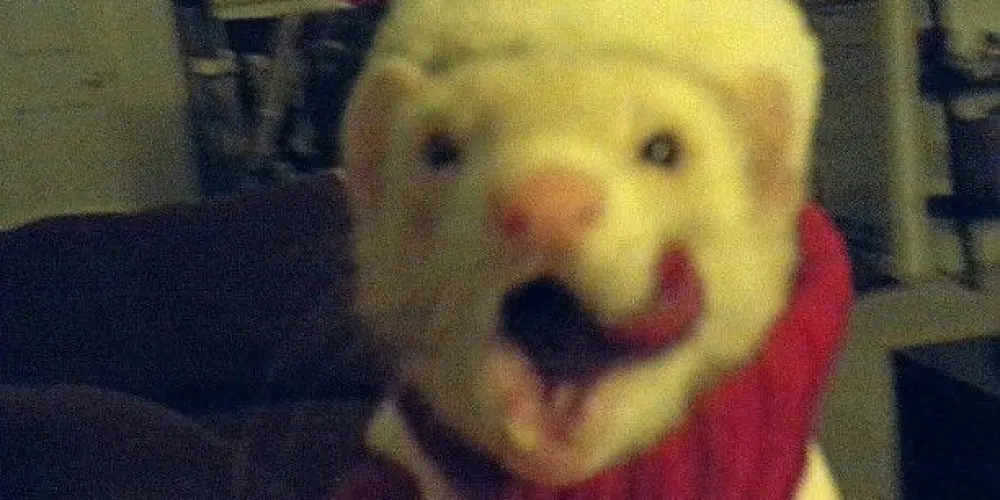 Imagem do grupo de WhatsApp é a vidakkkkkj