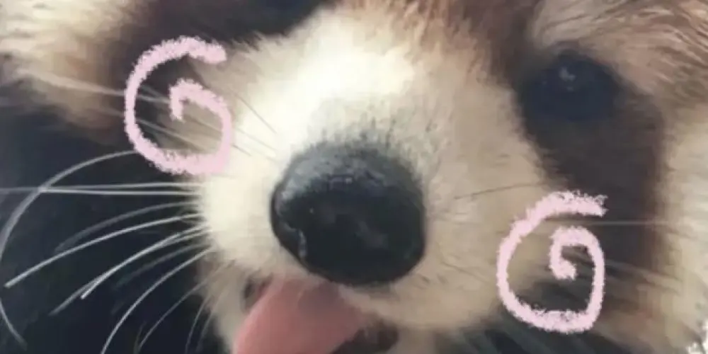 Imagem do grupo de WhatsApp É f0da. 🥳🐈‍⬛