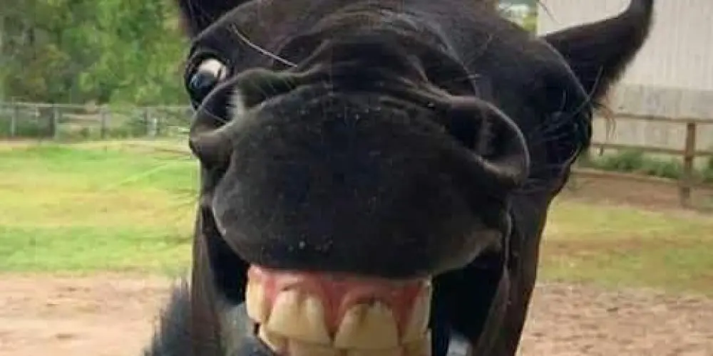 Imagem do grupo de WhatsApp É nois 💯% melhores