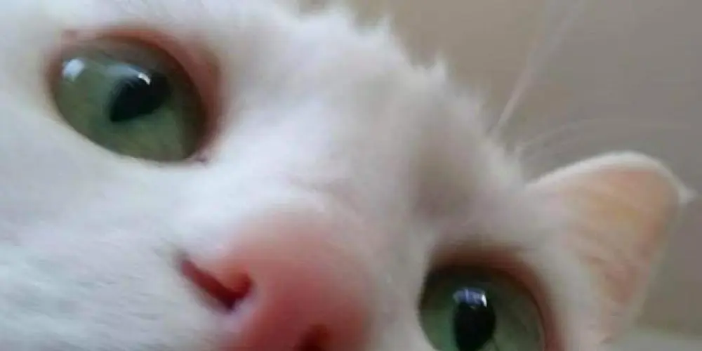 Imagem do grupo de WhatsApp E os (D) né vida💤