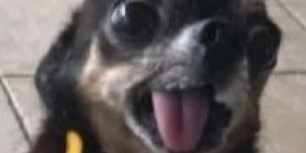 Imagem do grupo de WhatsApp E os friends