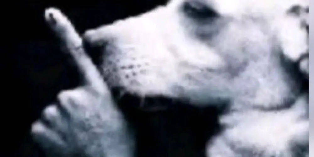 Imagem do grupo de WhatsApp É PRA APANHAR E FICAR CALADO 🤫