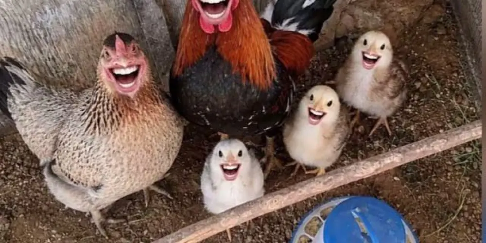 Imagem do grupo de WhatsApp E vcs nada?