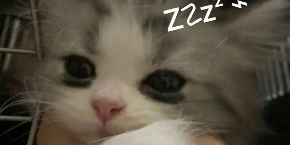 Imagem do grupo de WhatsApp EBOLA VS LARANJO 👍🏾