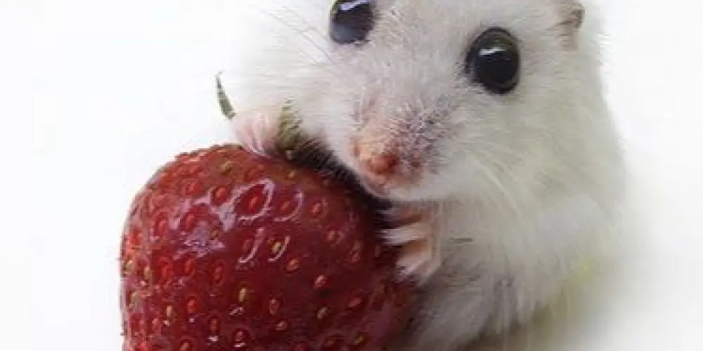 Imagem do grupo de WhatsApp el adm🍓🐀💨