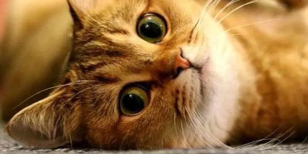 Imagem do grupo de WhatsApp EL GATOS😻🙀