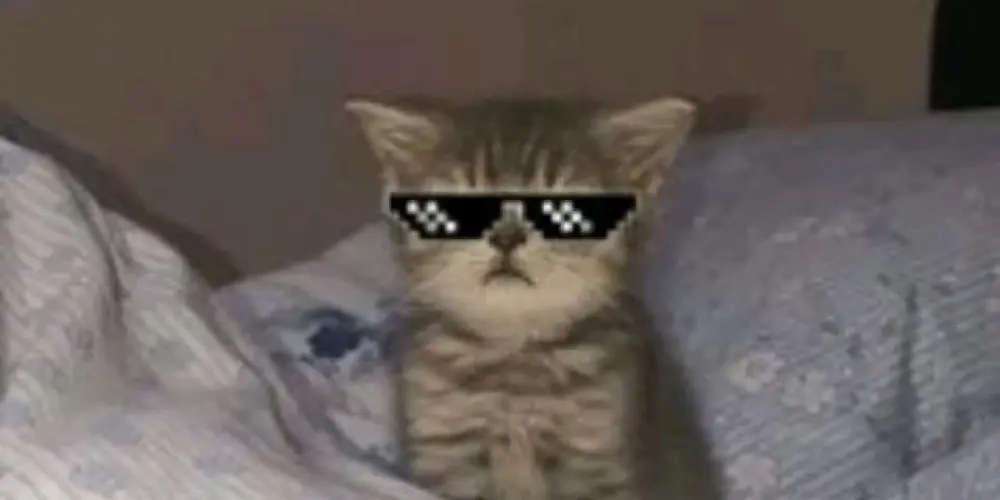 Imagem do grupo de WhatsApp EL GATOS😻🙀