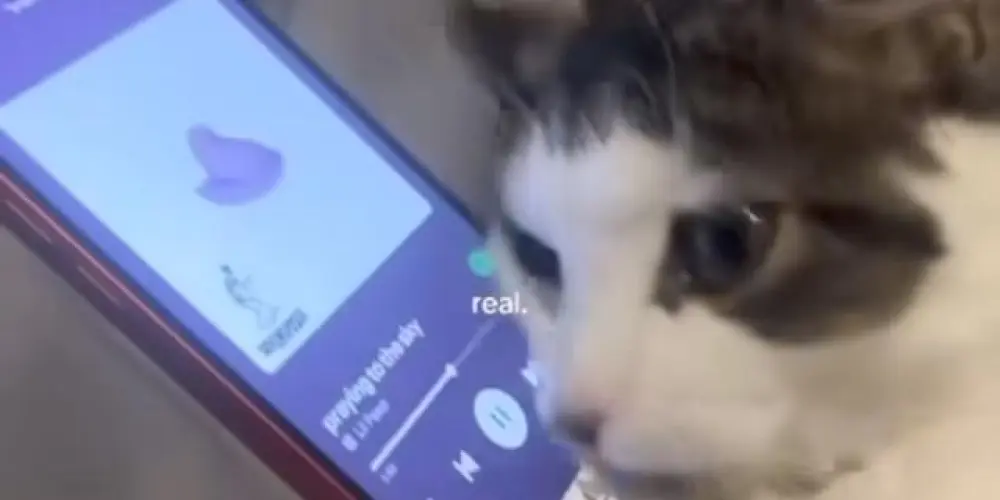Imagem do grupo de WhatsApp encontros em Belém