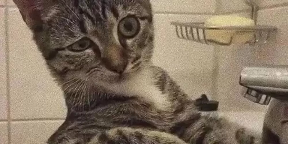 Imagem do grupo de WhatsApp Entra aí meu consagrado