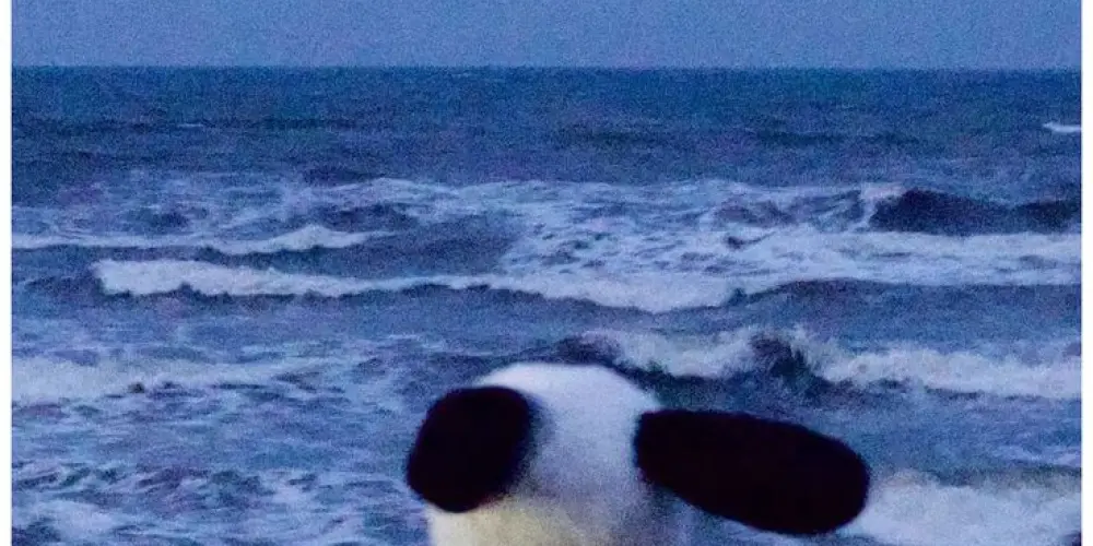 Imagem do grupo de WhatsApp entre