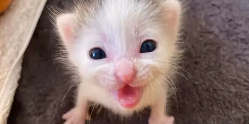 Imagem do grupo de WhatsApp Entre amigos