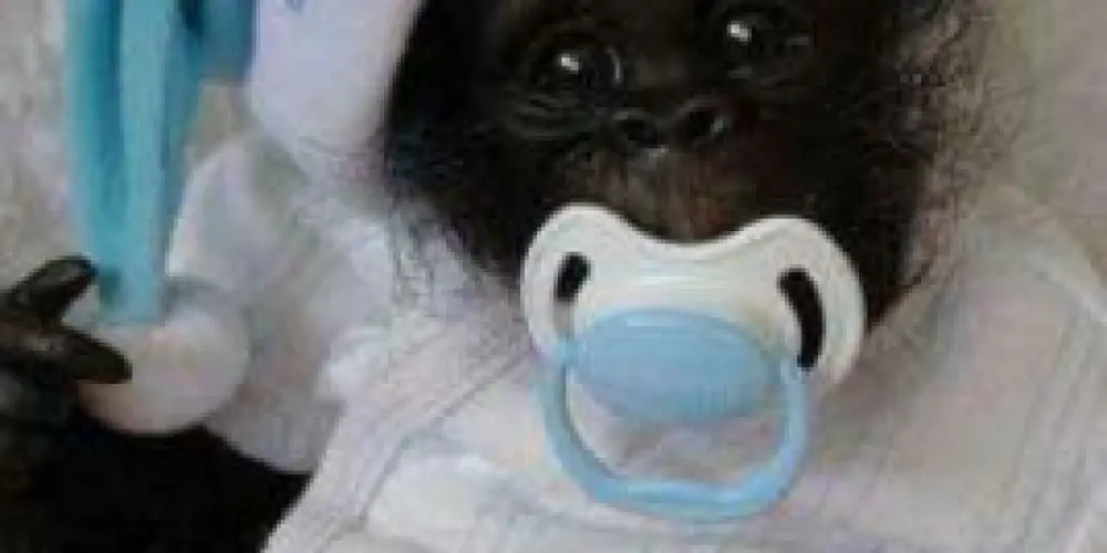 Imagem do grupo de WhatsApp entrosados 💯