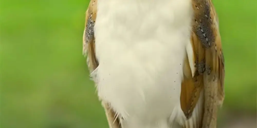 Imagem do grupo de WhatsApp Epstein Folhas