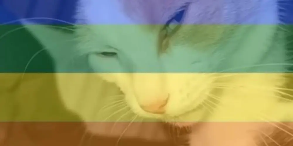 Imagem do grupo de WhatsApp 🏳️‍🌈 EQUIPESAPATILHAS 🏳️‍🌈