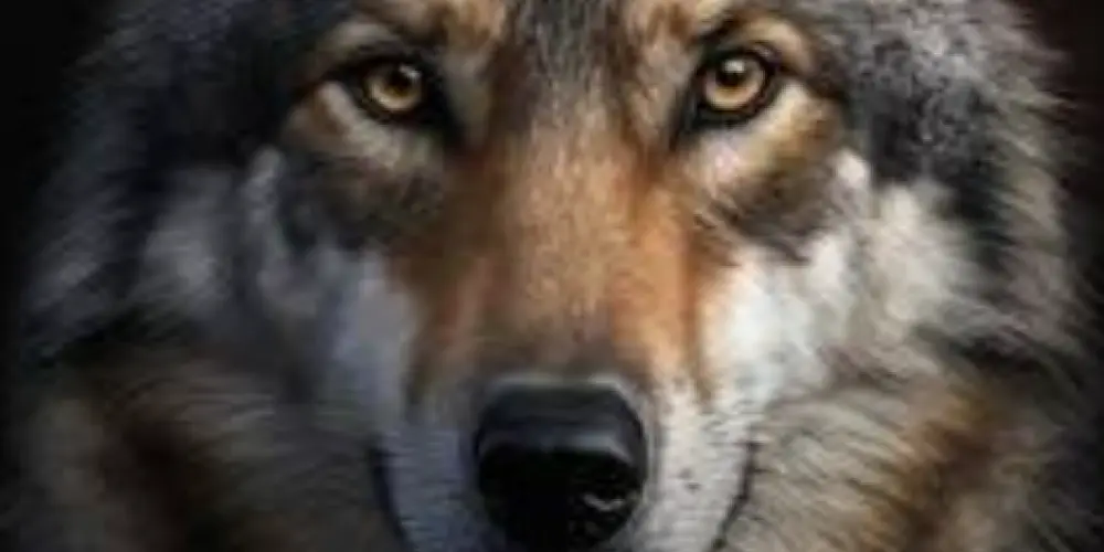 Imagem do grupo de WhatsApp Errejota