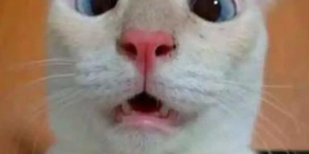 Imagem do grupo de WhatsApp Erro 404: Sanidade Não Encontrada😝