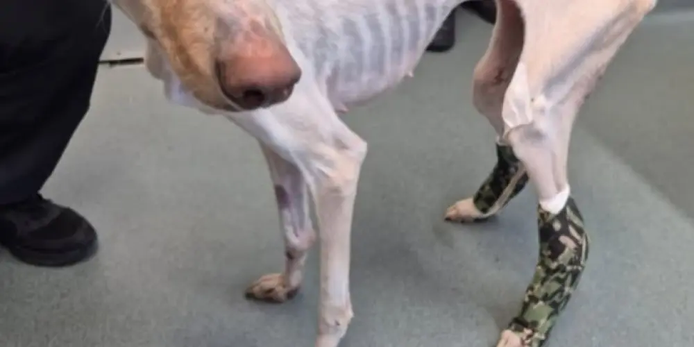 Imagem do grupo de WhatsApp Erro12