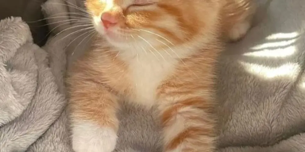 Imagem do grupo de WhatsApp Escolinha de Gatos 😺😸