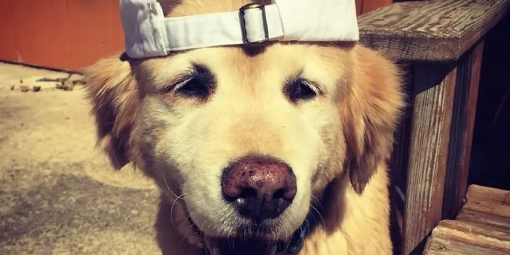 Imagem do grupo de WhatsApp ESPAÇO VIP⚜️