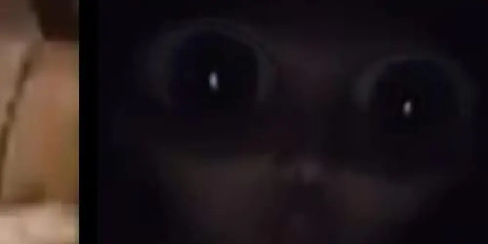 Imagem do grupo de WhatsApp Espermatozóides do bem💯