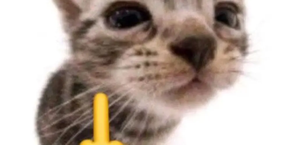 Imagem do grupo de WhatsApp Esquema de piramide