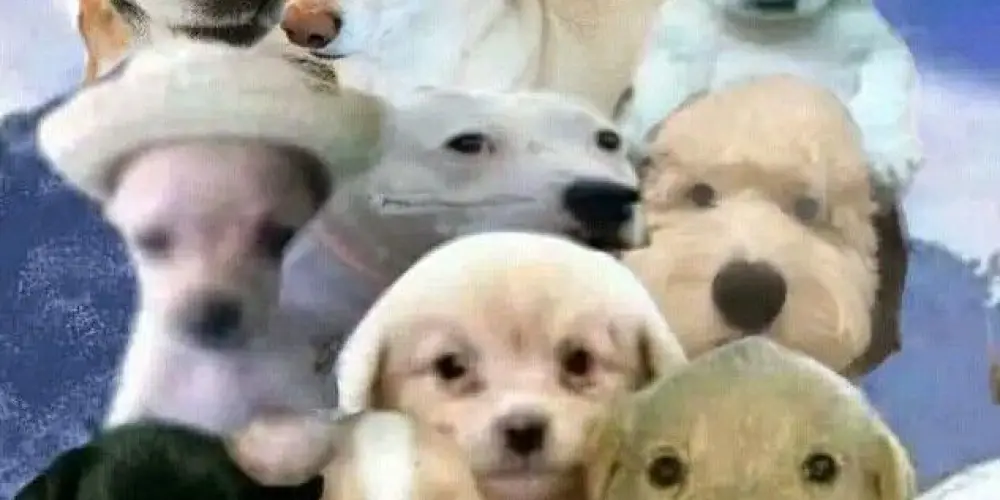 Imagem do grupo de WhatsApp Esquizofrenia