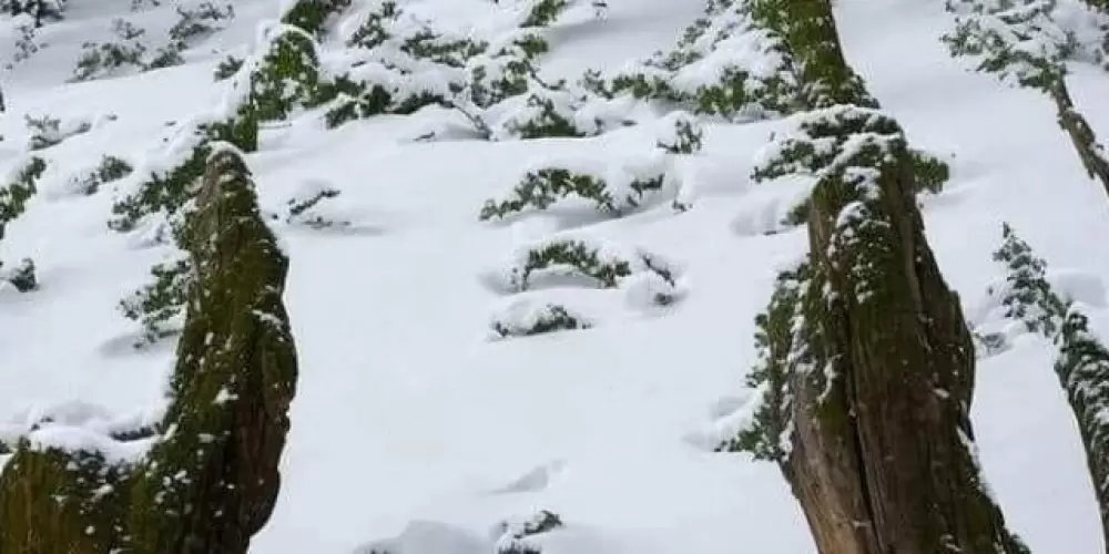 Imagem do grupo de WhatsApp Esquizofrênicos