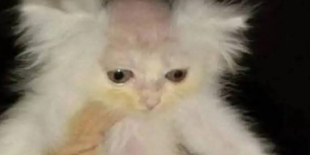 Imagem do grupo de WhatsApp Estabanation