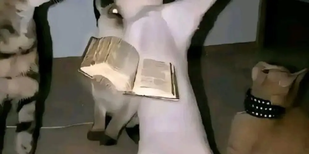 Imagem do grupo de WhatsApp Estabanation