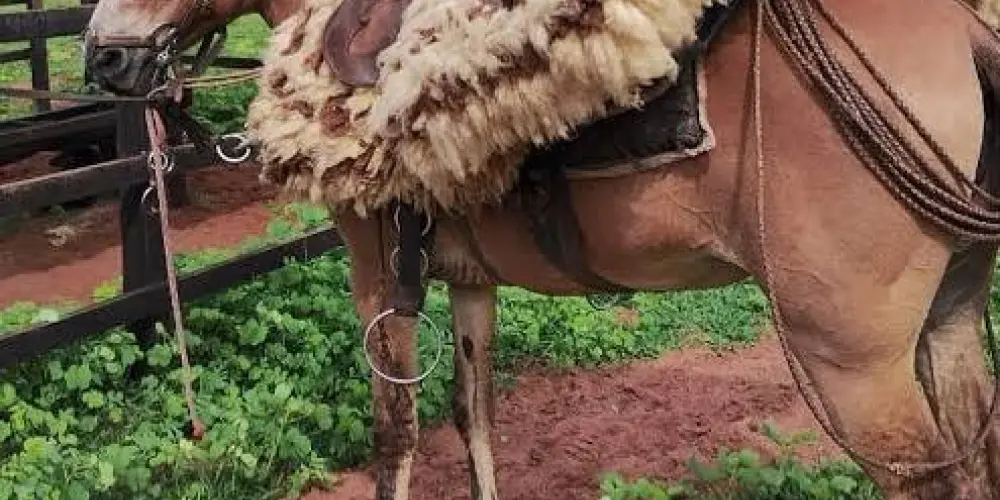 Imagem do grupo de WhatsApp Estilo Rústico