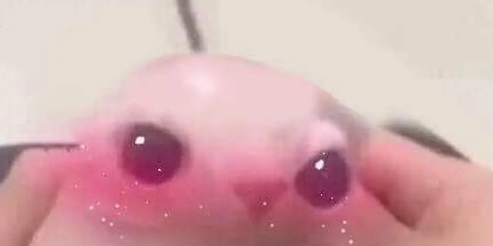 Imagem do grupo de WhatsApp Estrelinhas brilhantes 💋🌈