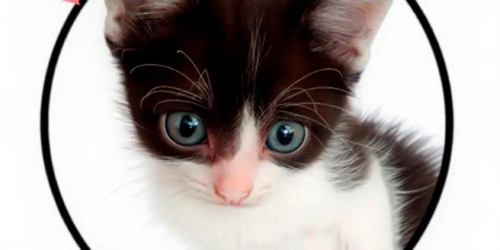 Imagem do grupo de WhatsApp Eu ❤ Gatos