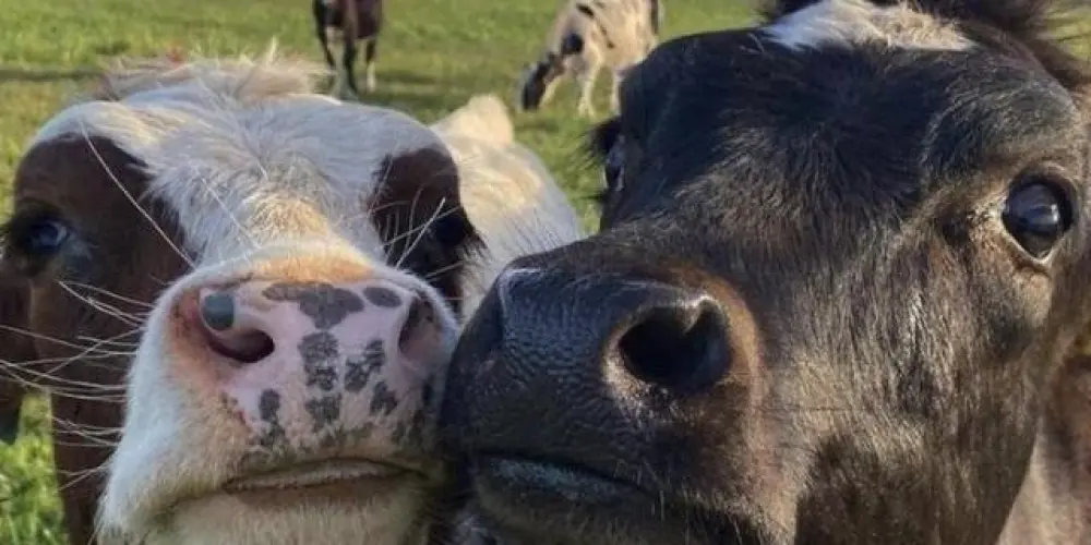 Imagem do grupo de WhatsApp ✧ EUPHORIA ✧