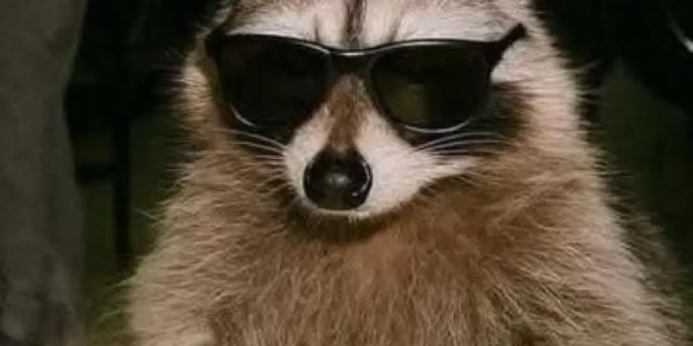 Imagem do grupo de WhatsApp 🕸️ EUPHORIA 🕸️