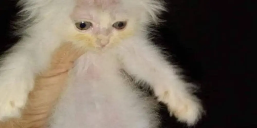 Imagem do grupo de WhatsApp ╰‿╯€Ø₦⩔ɆɌ$₳Ɍﾠ2ﾠ0亗💥